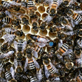 Buckfast-Bienenkönigin mit blauem Markierungspunkt auf der Wabe