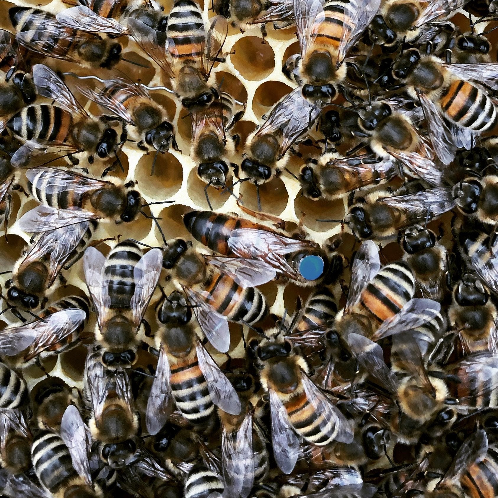 Buckfast-Bienenkönigin mit blauem Markierungspunkt auf der Wabe